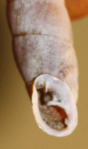Charpentieria itala punctata e Cochlodina incisa